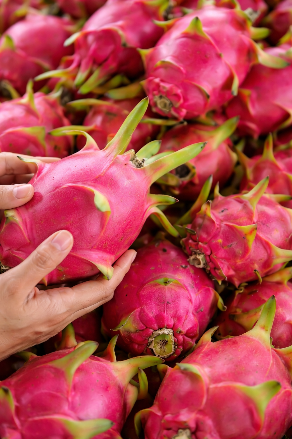 Fresh Dragon Fruit