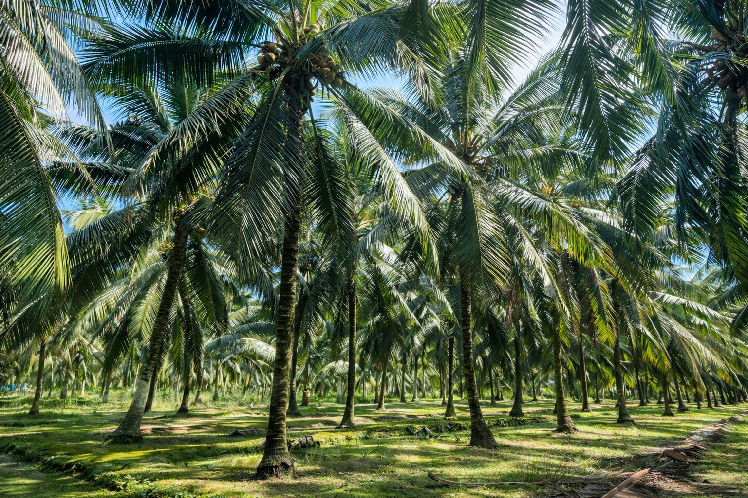Coconut Products